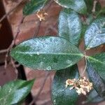 Trachelospermum jasminoidesList