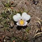 Viola pygmaea Flower