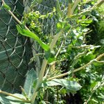 Lactuca serriola Leaf