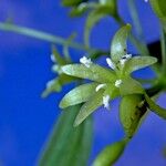 Smilax officinalis