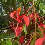 Amherstia nobilis Цветок