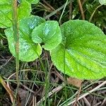 Viola rivinianaHostoa