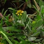 Borrichia frutescens Flower