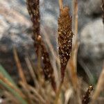 Agrostis foliata പുഷ്പം