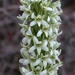 Platanthera elegans Flor