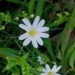 Stellaria holostea Flower
