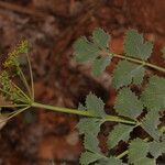 Lomatium howellii Plante entière