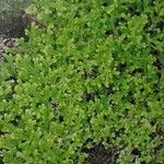 Selaginella kraussiana ശീലം