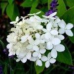 Hydrangea paniculata फूल