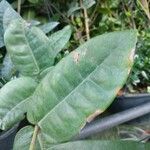 Ixora coccinea Leaf