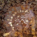 Platycerium elephantotis Other