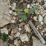Tridax procumbens Květ