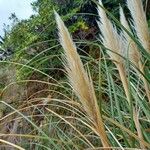 Cortaderia selloana Фрукт