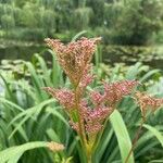 Filipendula rubra Flor