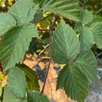 Rubus sulcatus Φύλλο