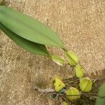 Bulbophyllum subligaculiferum Hábito