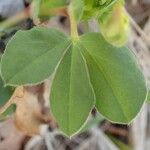 Lotus maritimus Leaf