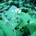 Polymnia canadensis Blüte