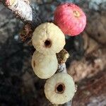 Ficus salicifolia Fruit