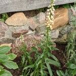 Digitalis ferruginea Habit