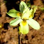 Moraea gawleri Flower