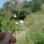 Stellaria graminea ফুল