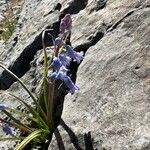 Brimeura amethystina Fula