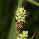 Carex hartmaniorum Hedelmä