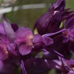 Dactylorhiza sambucina Flower