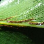 Asplenium friesiorum Blad