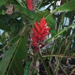 Musa coccinea फूल