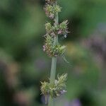 Mesosphaerum pectinatum Flower