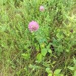 Trifolium pratenseFlower