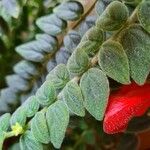 Columnea microphylla Hoja