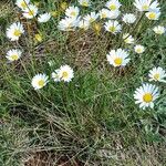 Leucanthemum graminifolium Flor