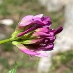 Trifolium alpinum Floare