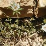 Pterocephalus plumosus Flower