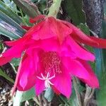 Disocactus ackermannii Flower