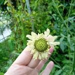 Cephalaria gigantea Blomma