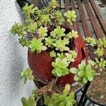 Sedum kimnachii 形態