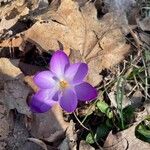 Crocus tommasinianusKvět