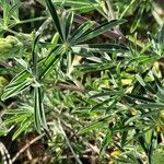 Lupinus arboreus Foglia