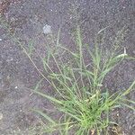 Eragrostis unioloides Habit