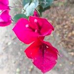 Bougainvillea glabraFlower