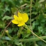 Ranunculus sardousFleur