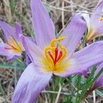 Crocus thomasii Λουλούδι