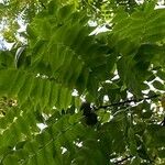 Juglans nigra Fruit