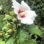 Hibiscus syriacusFloro