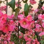 Chaenomeles speciosaFlower