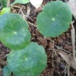 Hydrocotyle verticillata Leaf